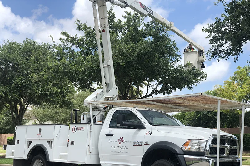 Tree Trimming Services In My Area West Covina thumbnail